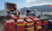 Fishermen have a big catch of anchovies, continuously docking at ports for consumption. Photo: T. Tuan
