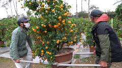 Near Tet, Hanoi ornamental kumquats attract customers, many tens of millions VND ancient trees have early owners.
