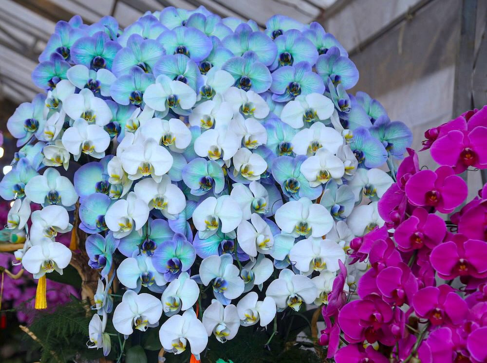 Hien nhieu chau lan ghep go lua cao cap duoc niem yet gia cong khai, co san pham len toi 60 trieu dong. Voi hinh thuc trung bay doc dao, lan ho diep ghep go lua dang gop phan lam soi dong va nang tam thi truong hoa Tet tai Nghe An.