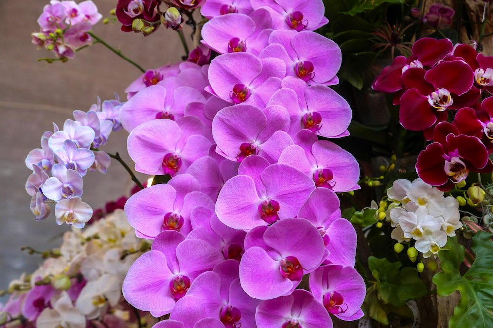 Lan ho diep ghep go lua ket hop reu xanh, sen da, bonsai mini, tao nen cac tac pham mang tinh nghe thuat cao.