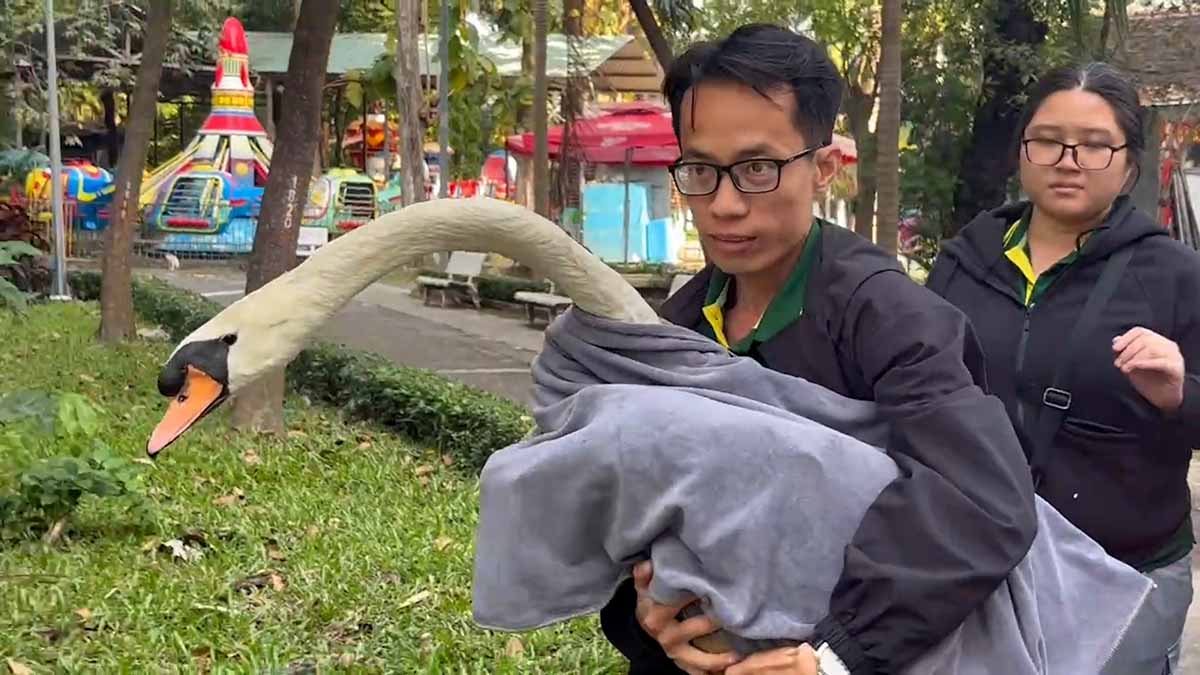 The journey to rescue white swans at Saigon Zoo and Botanical Gardens after 24 hours.