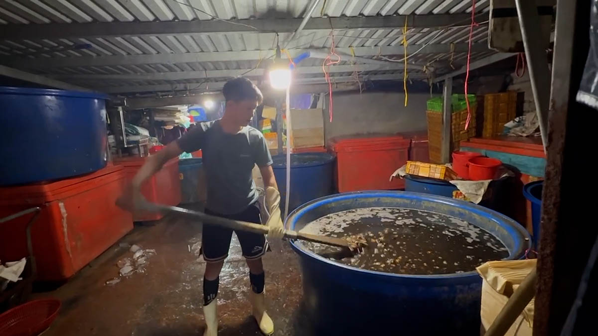 Confession reveals the trick of soaking pomelo snails with chemicals on a large scale. Photo: Police provided
