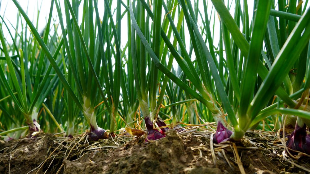 Mot ruong hanh tim duoc trong tai phuong Vinh Chau (TP Can Tho). Anh: Phuong Anh