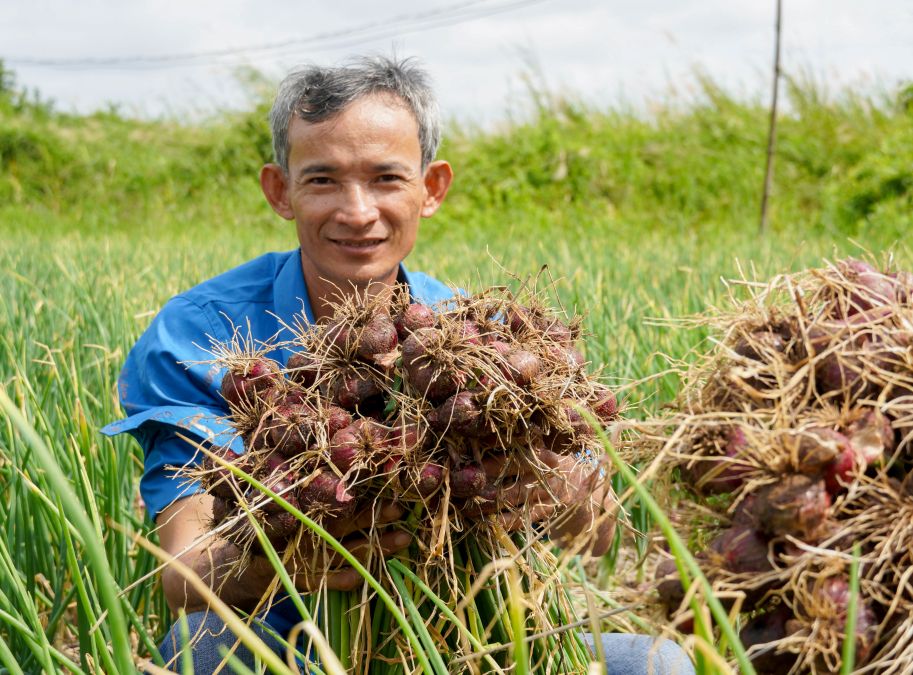 Hanh tim F1 cho cu to, dong deu, nang suat cao hon so voi giong hanh dia phuong. Anh: Phuong Anh