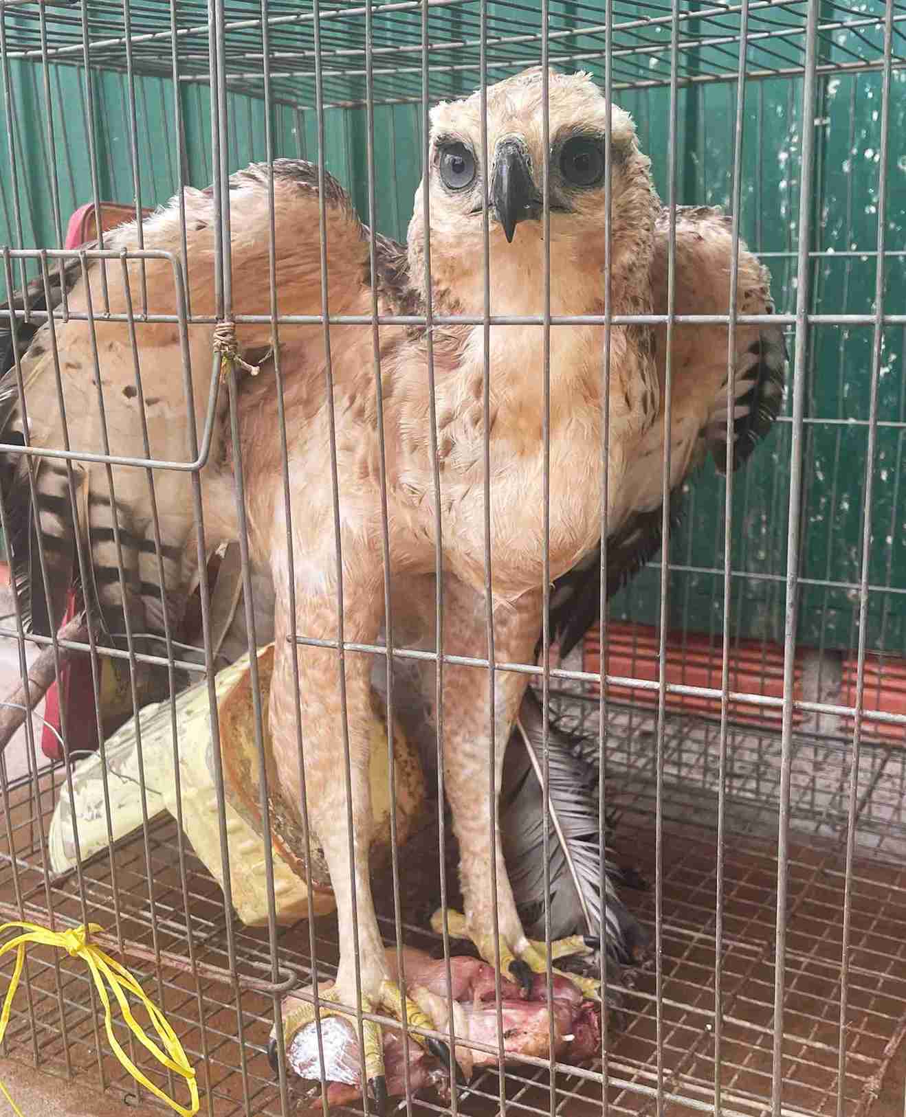 Ca the dai bang nui quy hiem nang 2,5kg duoc anh P giao nop co quan chuc nang. Anh: Cong an cung cap 