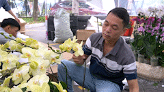 Near Tet, orchid growers are busy, earning up to 5 million VND/day.