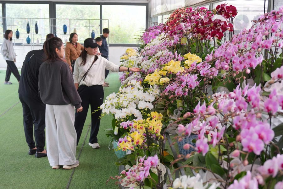 The Tet orchid market is starting to become bustling. Photo: Viet Anh