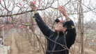 Spring colors fill Nhat Tan peach garden, people take advantage of choosing peach blossoms for early Tet