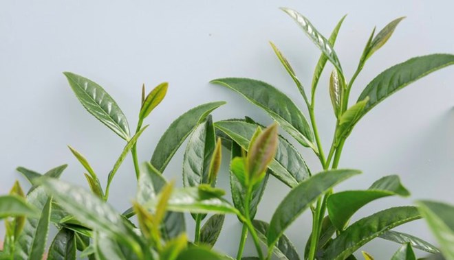 Drinking green tea every day is good for the digestive system. Photo: Thuy Duong