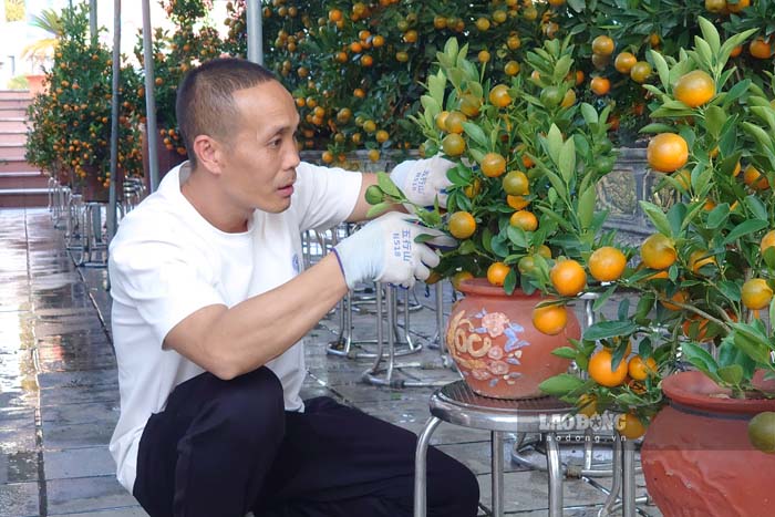 Small trader Ngo Quoc Anh takes care of kumquat trees to serve the Tet market. Photo: Quang Dat