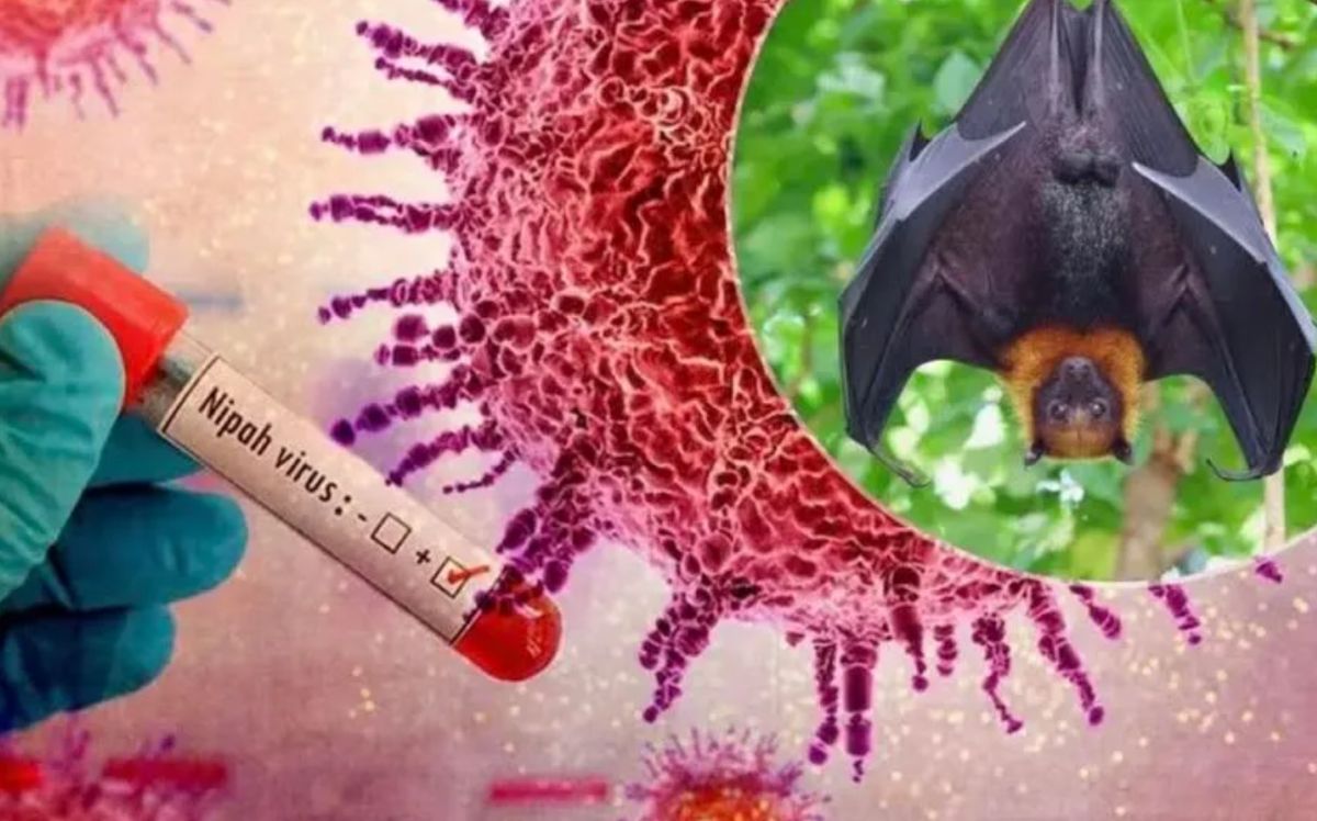 The Nipah virus is mainly transmitted through direct contact with infected animals. Photo: VTV