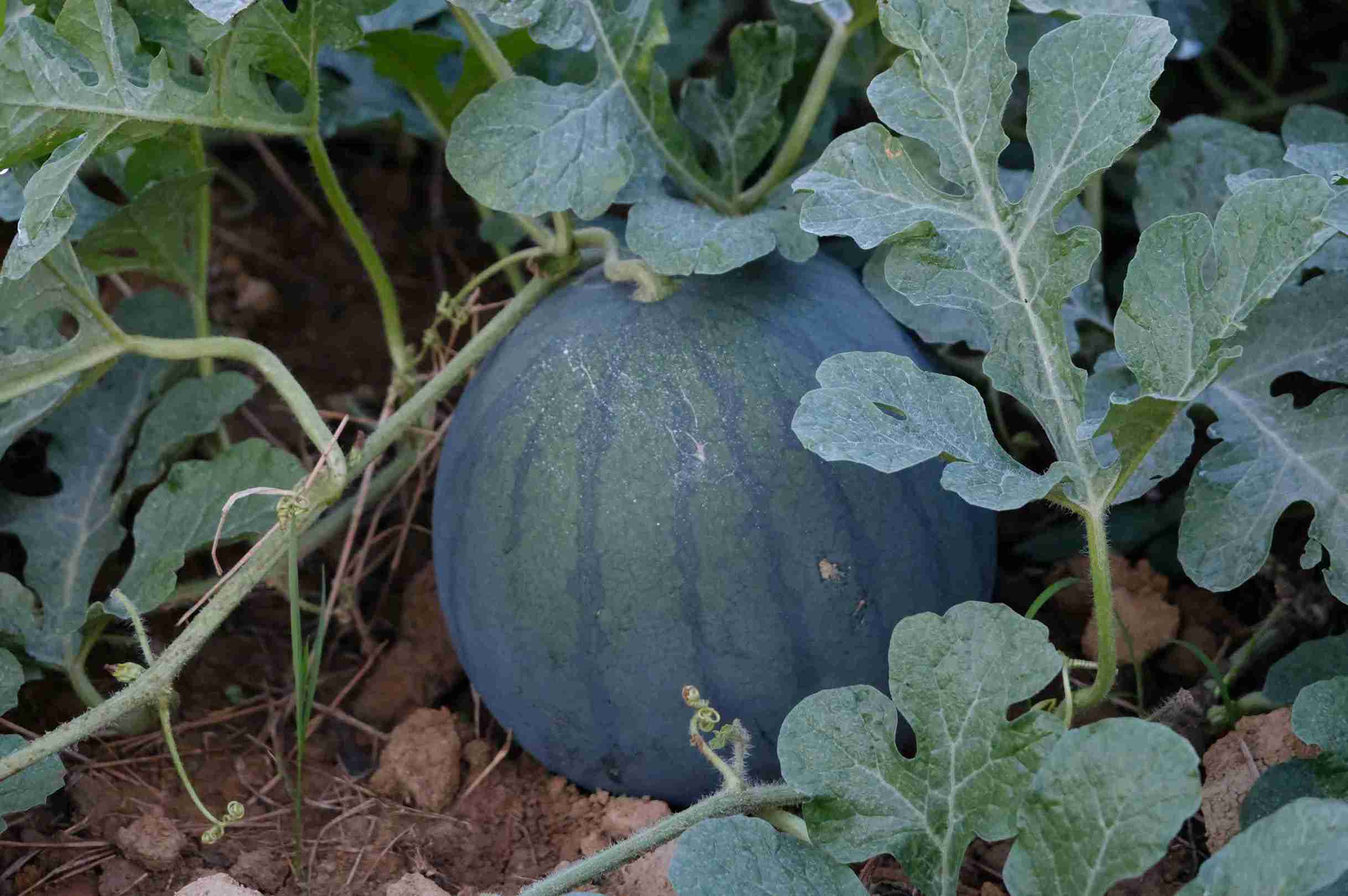 Hien tai, dua hau dang phat trien tot va hua hen mot vu dua Tet bo thu cho nguoi dan. Anh: Phuc Khanh 
