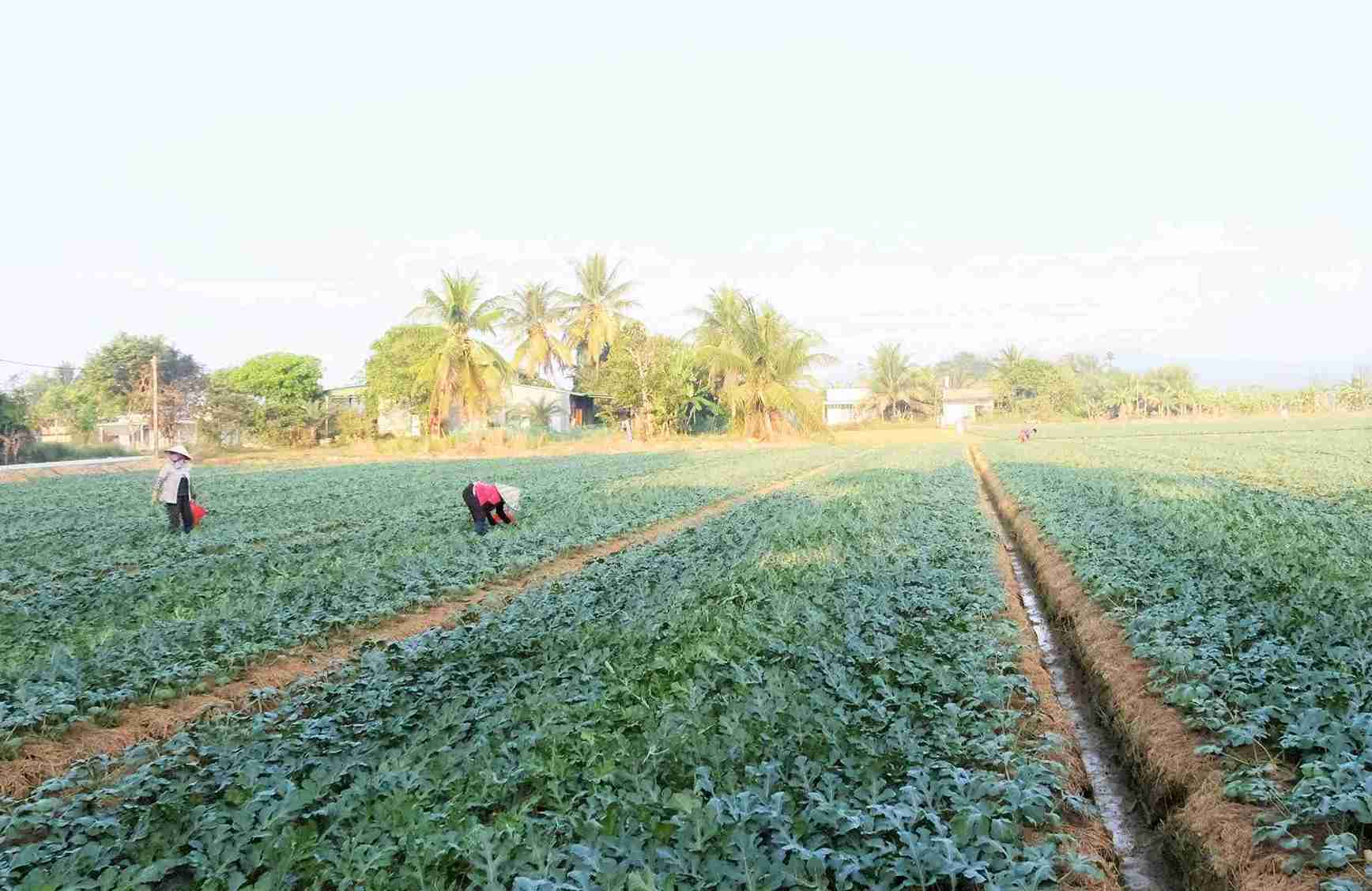 Watermelon growers in Da Teh and Cat Tien (Lam Dong) are looking forward to a bumper Tet watermelon crop. Photo: Phuc Khanh