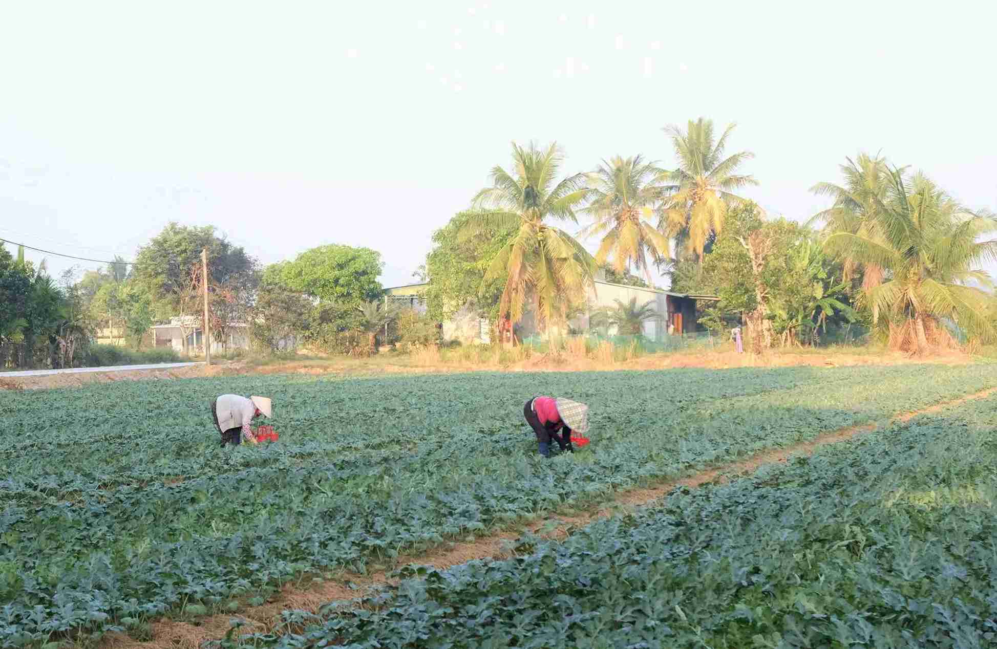 Nguoi dan vung san xuat dua hau Da Teh, Cat Tien dang tap trung cham soc dua vu Tet. Anh: Phuc Khanh 