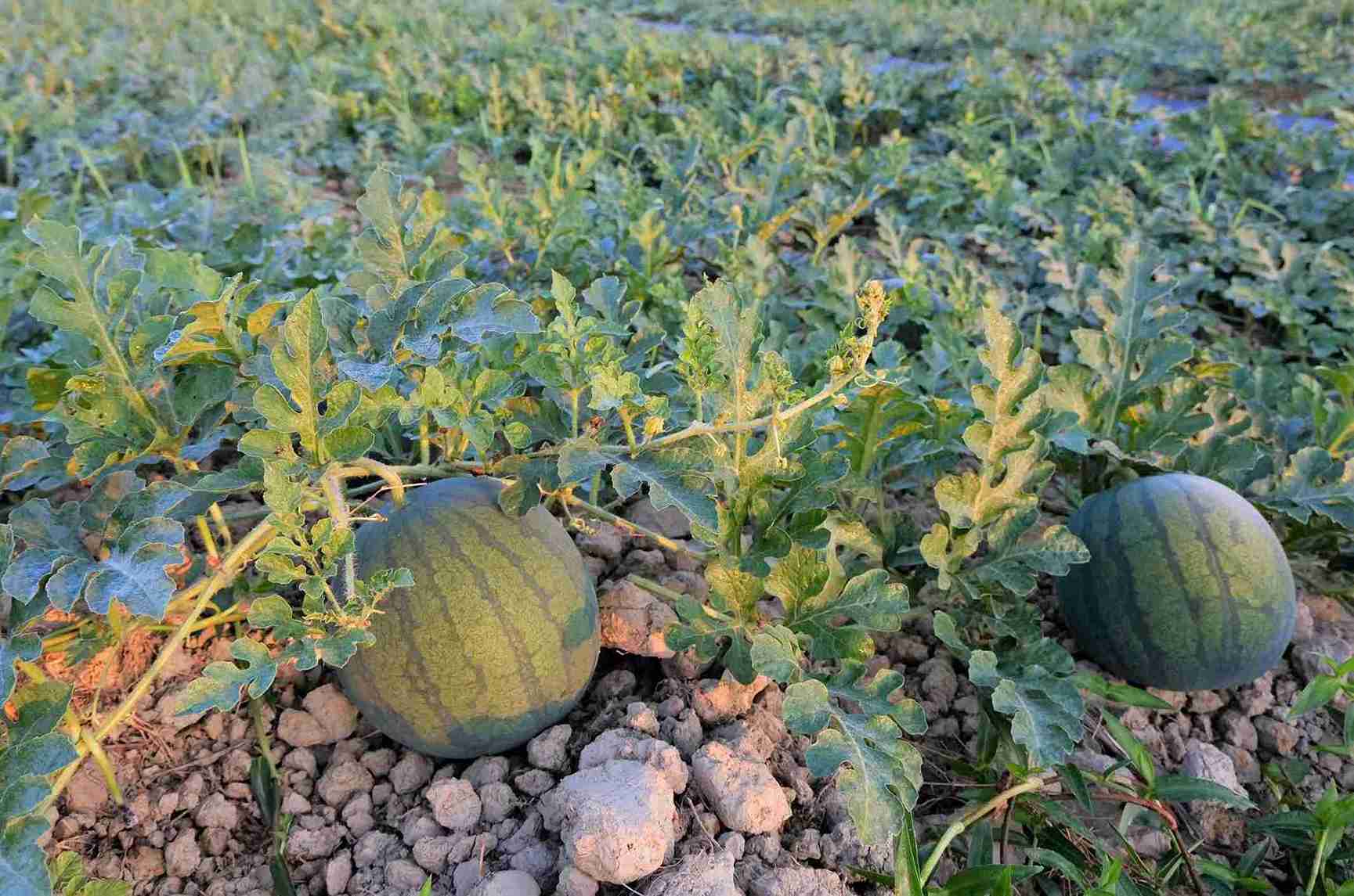 Nam nay, thoi tiet thuan loi, nen dua hau o vu Tet o 2 xa Da Teh va Cat Tien phat trien tot, hua hen mot vu mua boi thu. Anh: Phuc Khanh 