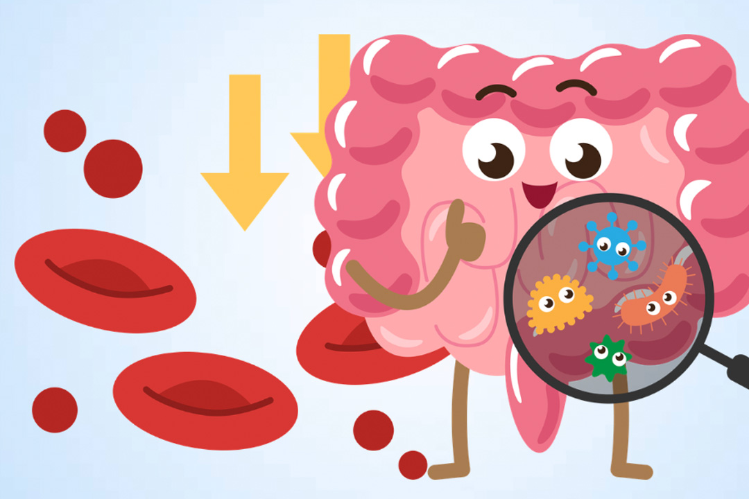Anemia and the importance of the intestinal microbiome. Graphics: Thien Nhan