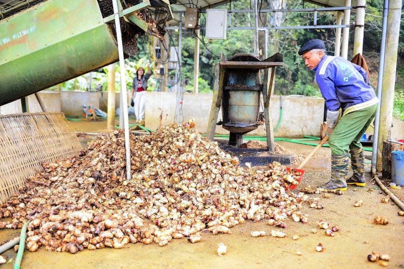 Nguoi dan hoi ha thu hoach dong rieng va tien hanh nghien bot. Anh: Quach Du