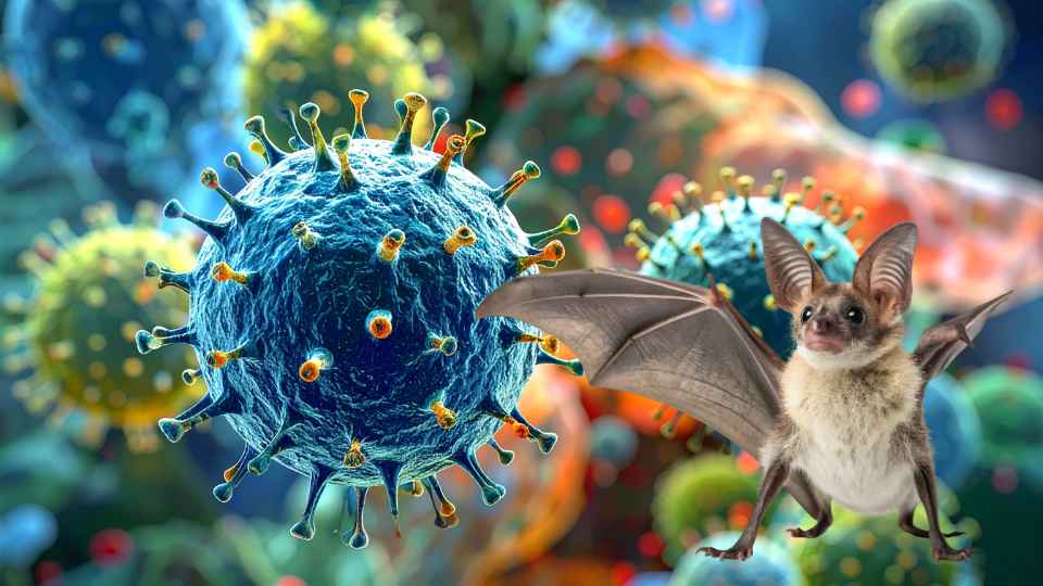 Doctors warn that the Nipah virus can be transmitted from diseased bats and pigs.