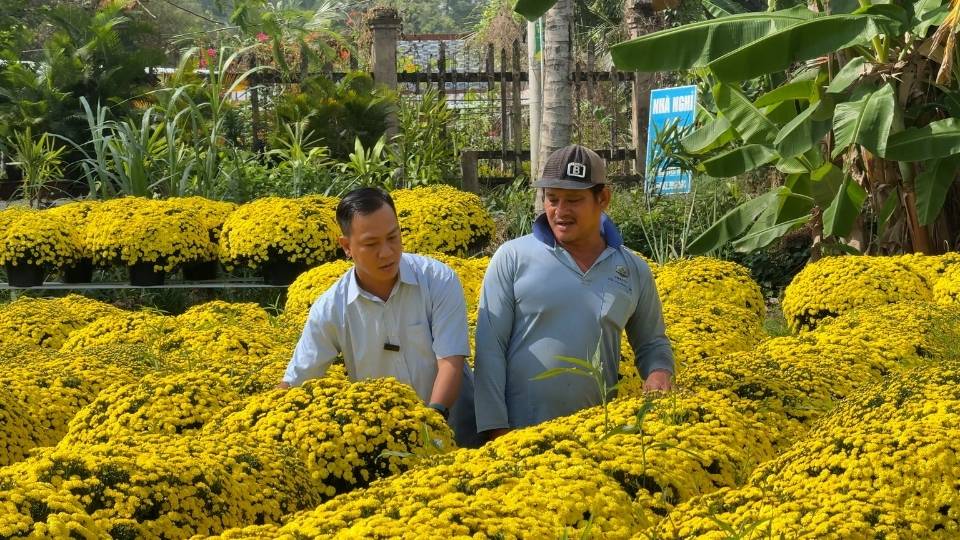 Chrysanthemum and sticky rice in Cho Lach for the 2026 Tet crop, only about 50% of flower growing households reached the capitalization level. Photo: Hoang Loc