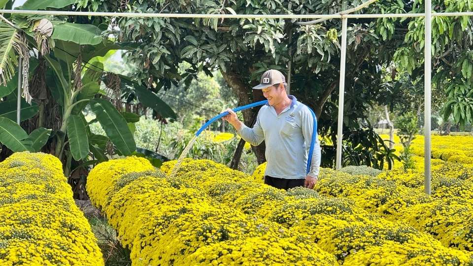 Cuc mam xoi Cho Lach no som, nhieu nha vuon lo giu von vu Tet 2026. Anh: Hoang Loc