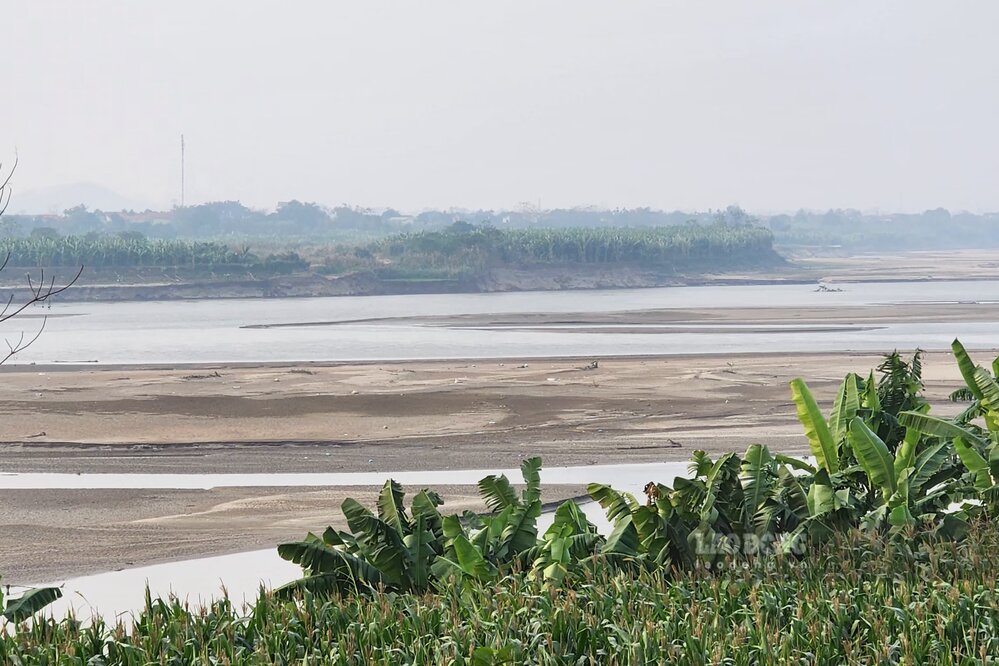 Countless sand dunes and alluvial grounds appear in the middle of the dry Red River. Photo: To Cong