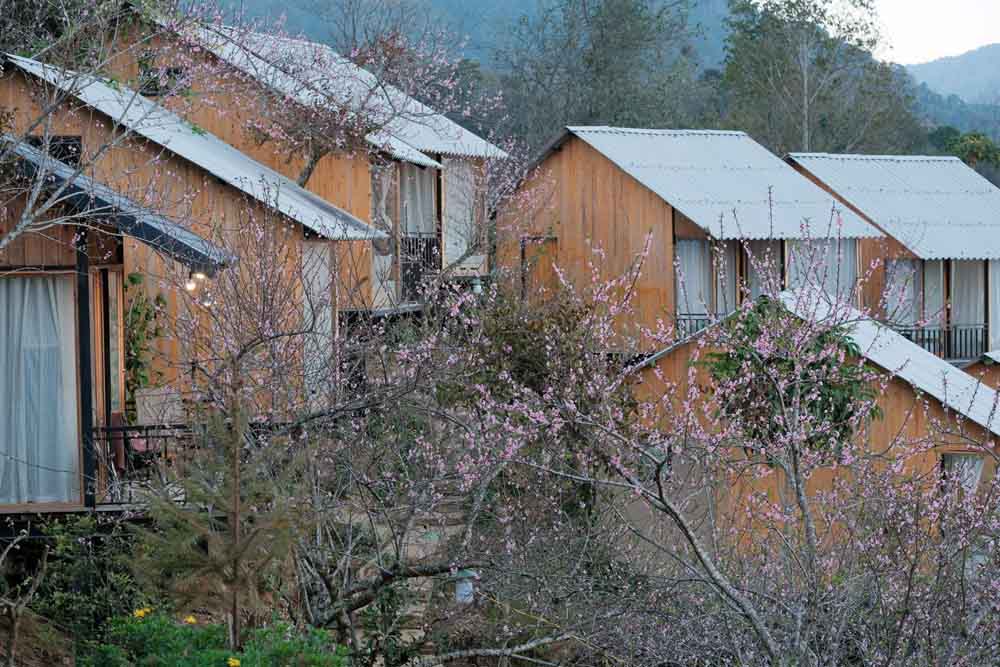 Nếu bạn đang tìm kiếm tọa độ ngắm hoa đào hot nhất Tà Xùa lúc này, hãy ghé ngay vườn đào Pơ Mu nằm trên đoạn đường rẽ lên Đỉnh Gió. Dù vườn đào thuộc khuôn viên một homestay nhưng chủ nhà rất mến khách, cho phép du khách vào tham quan và chụp ảnh hoàn toàn tự do. Theo chia sẻ của chủ vườn, chỉ còn khoảng hơn một tuần nữa là hoa sẽ bước vào độ căng cánh đẹp nhất trước khi tàn.