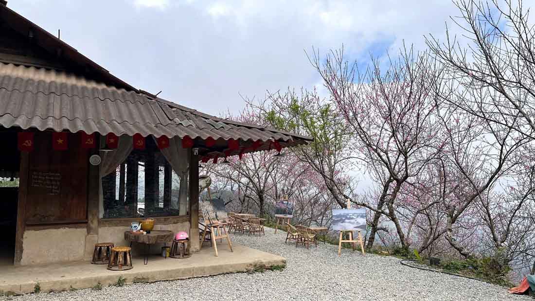 Không rực rỡ phô trương như đào thành phố, hoa đào rừng Tà Xùa mang vẻ đẹp giản dị. Những cánh hoa màu hồng nhạt mỏng manh, khẽ rung rinh trong nắng chiều. Hình ảnh ấy mang lại cảm giác ấm áp lạ kỳ giữa cái se lạnh đặc trưng của vùng cao phía Bắc.