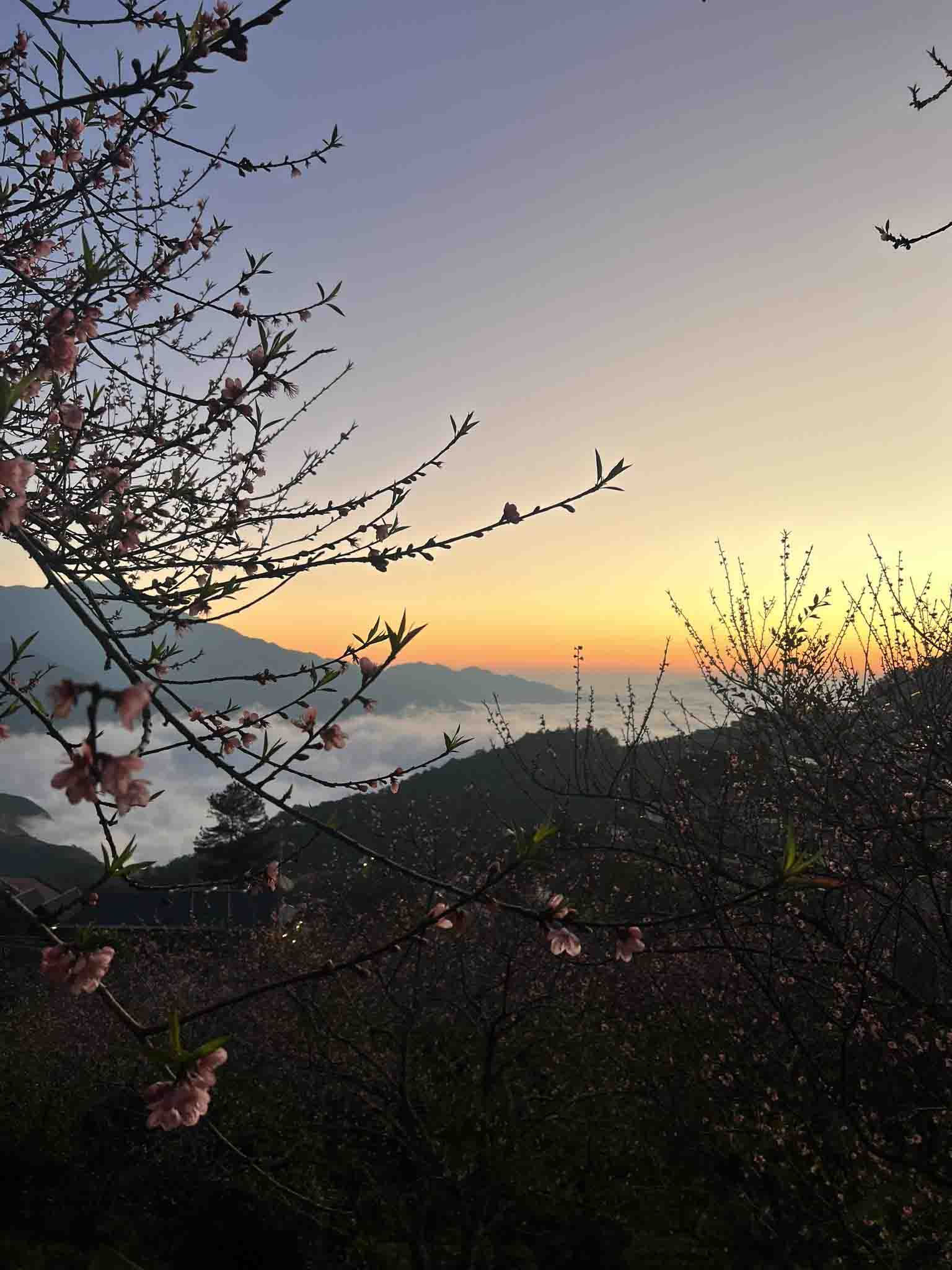 Xuất phát đi ngắm hoa đào từ Hà Nội, du khách có thể bắt xe khách đến bến xe thị trấn Bắc Yên, sau đó thuê xe máy hoặc đi ô tô thêm khoảng 15km để lên đến xã Tà Xùa. Du khách thuê xe máy tự lái sẽ chủ động hơn khi len lỏi vào các bản làng để tìm những góc chụp hoa ưng ý nhất.