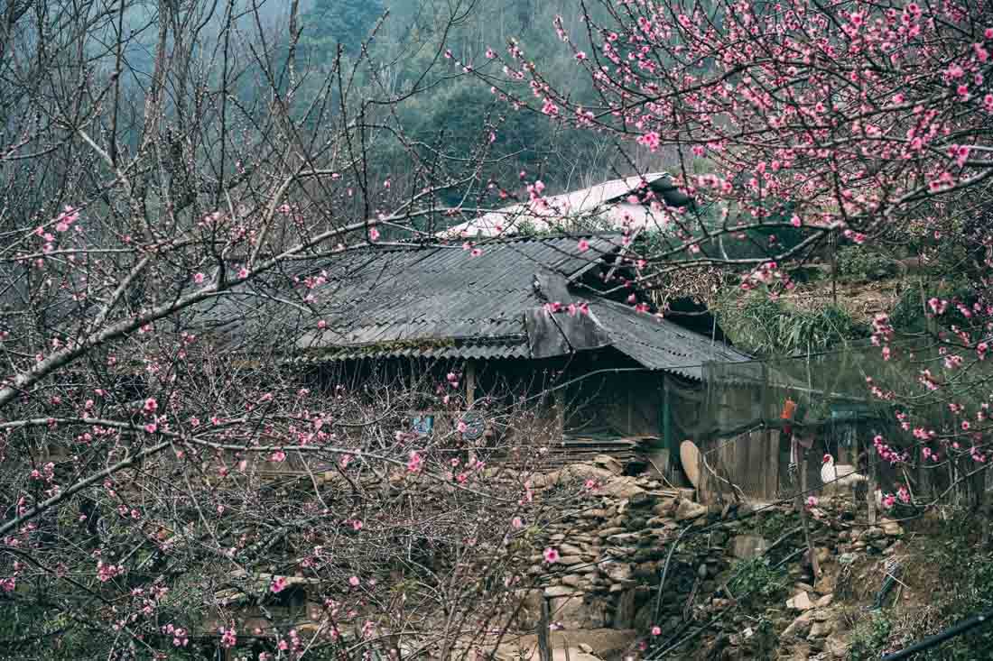 Ngoài ra, dọc đường theo hướng rẽ từ trung tâm Tà Xùa lên Xím Vàng, hoặc đường về Háng Đồng, du khách sẽ bắt gặp những rặng đào rừng, đào đá cổ thụ mọc tự nhiên ven lối đi vào bản của người Mông. Gần khu vực Sống lưng khủng long cũng tập trung rất nhiều gốc đào già đang bung nở, tô điểm cho biển mây bồng bềnh thêm phần lãng mạn.