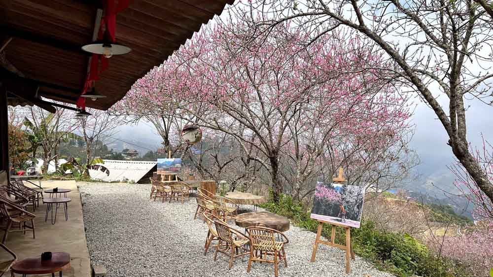 Theo người dân địa phương, hoa đào tại đây sẽ nở rộ từ nay cho đến Tết, cây này tàn sẽ có cây khác nở nối tiếp. Ảnh: Vườn đào Pơ Mu