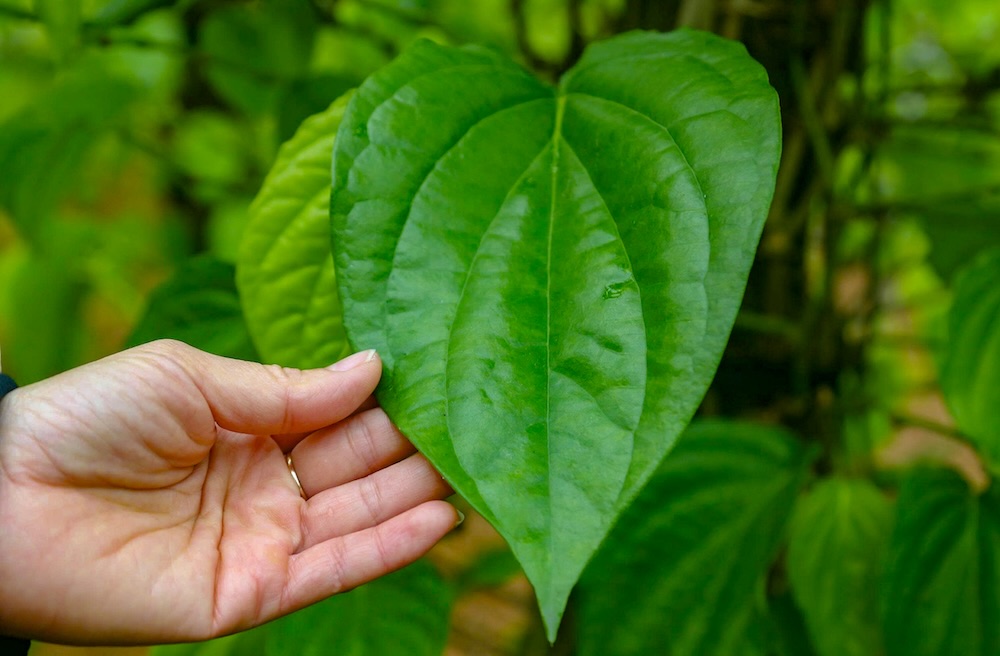 Trau la mat hang khong the thieu trong moi dip Tet. Anh: T. Hien