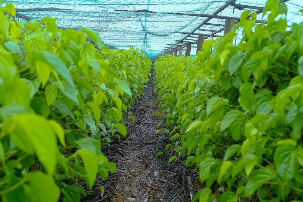 Cac vuon trau duoc trong ben trong nha luoi kien co, lap dat he thong tuoi tu dong. Anh: T. Hien