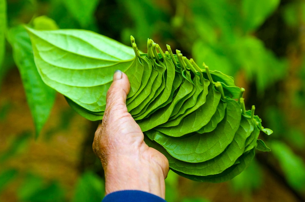 La trau xanh tuoi, chac chan. Anh: T. Hien