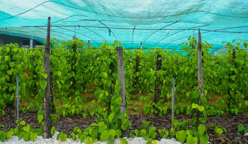 Nhung hang trau duoc cham soc can than, phuc hoi nhanh sau thien tai. Anh: T. Hien