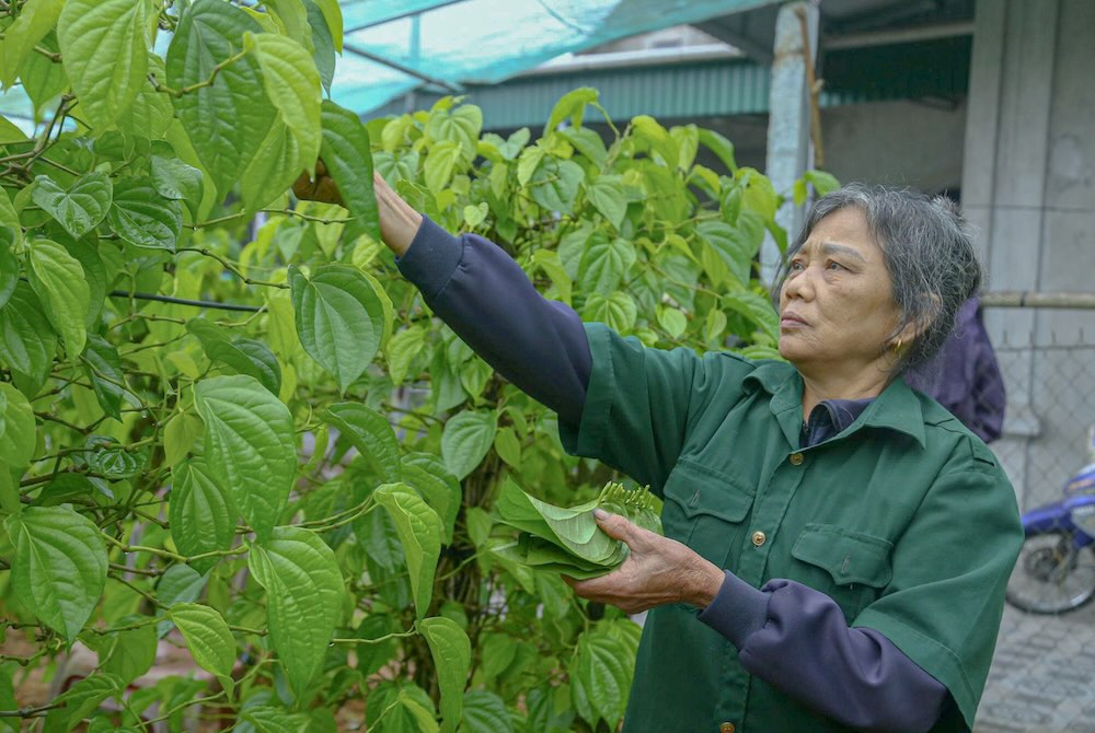Thanks to the skillful hands of the people, the betel gardens were revived after the storm, promptly serving the 2026 Lunar New Year market. Photo: T. Hien