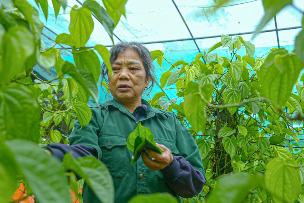 Ba Nguyen Thi Dien tat bat cham soc vuon trau, chuan bi cho thi truong Tet. Anh: T. Hien