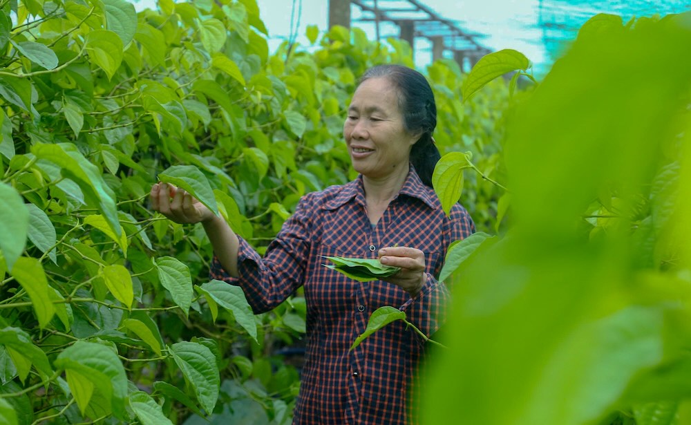 Ba Nguyen Thi Hoa ben vuon trau xanh tot dip can Tet. Anh: T. Hien