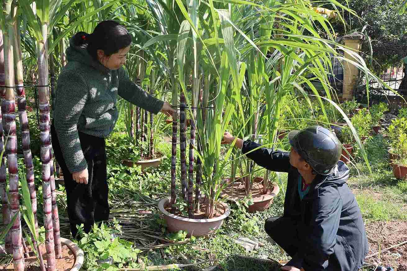 Mia tim trong chau vua dung de chung Tet, vua co the thu hoach sau Tet.