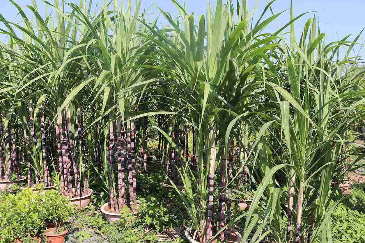 Mo hinh mia tim trong chau cua nguoi dan xa Thanh Ha phuc vu thi truong Tet. Anh: Hoang Men