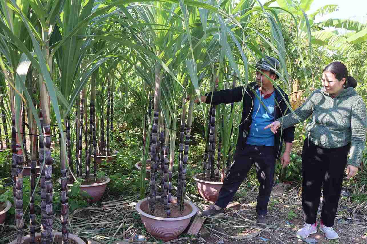 Customers come to the garden to choose purple sugarcane for pot planting near Tet. Photo: Hoang Men
