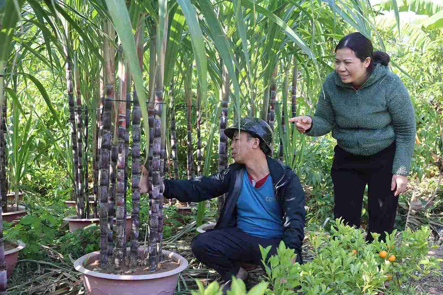 Mo hinh mia tim trong chau gop phan da dang san pham cay canh Tet tai Thanh Ha.