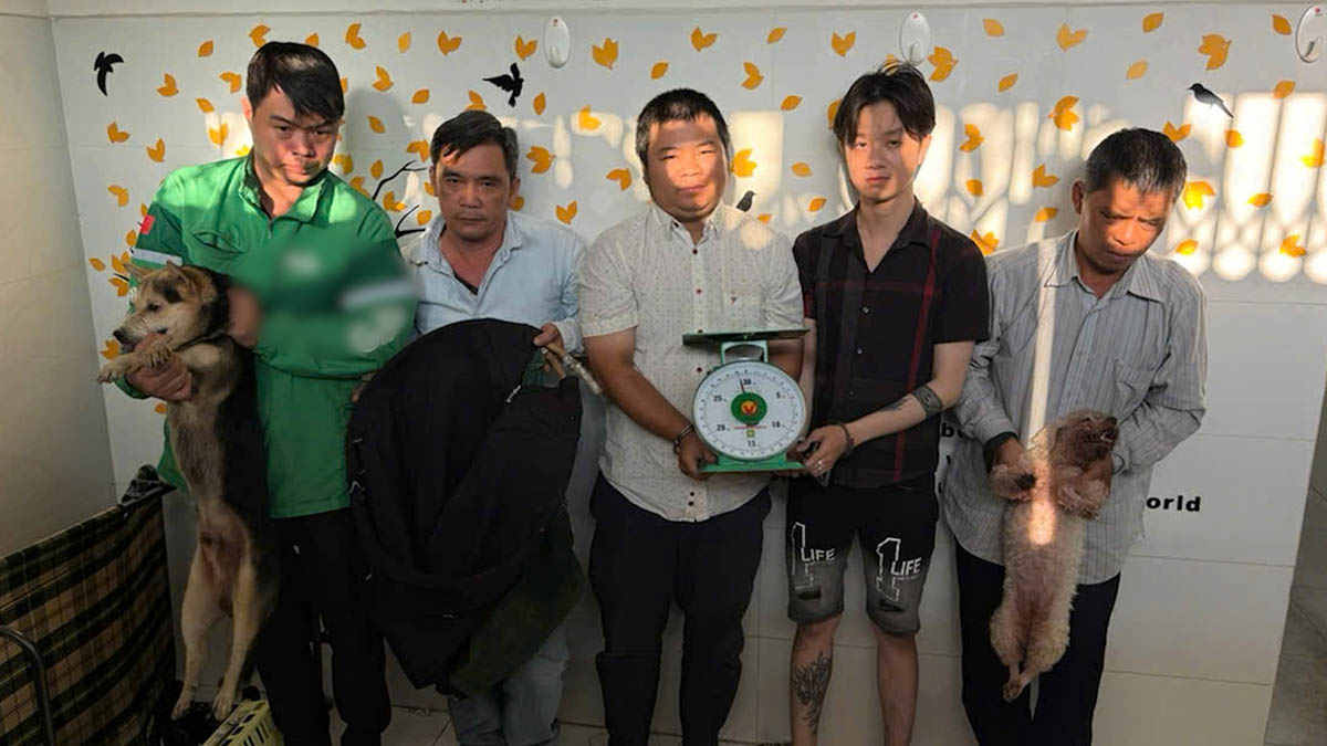 Detecting a group of subjects stealing 2 dogs and 30 cats waiting to be taken for consumption. Photo: Dong Hoang