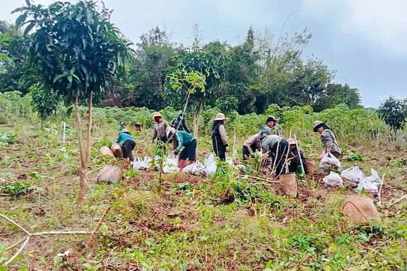 Khu sản xuất bản Cốc Lắc, xã Chiềng Hặc nơi con khỉ hoang dã thường xuyên xuất hiện. Ảnh: Nhật Minh