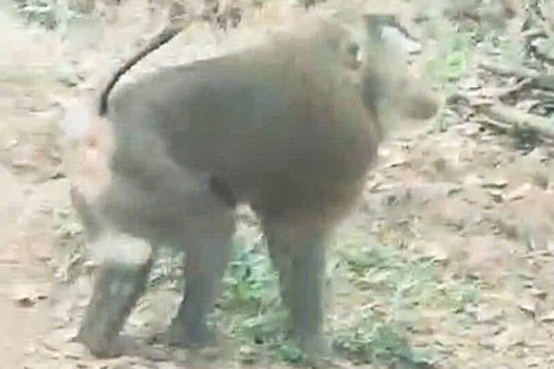 Con khỉ hoang dã xuất hiện trên nương tại bản Cốc Lắc, xã Chiềng Hặc, tỉnh Sơn La. Ảnh: Người dân cung cấp.