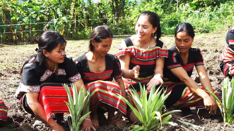 The Xo Dang people launched a campaign to grow honey pineapple, heading towards specialized farming areas to open a sustainable poverty reduction path. Photo: Nguyen Hoang