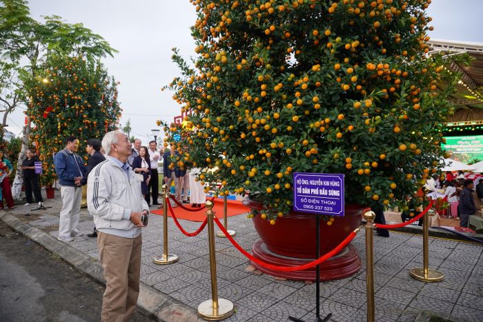 Admire the 5m high ornamental kumquat super product in Da Nang. Photo: Tran Thi
