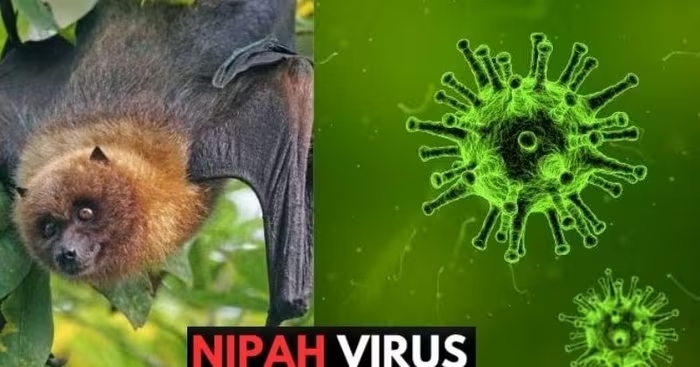 The disease caused by the Nipah virus is a group A infectious disease, there is currently no vaccine or specific treatment. Photo: Ministry of Health website