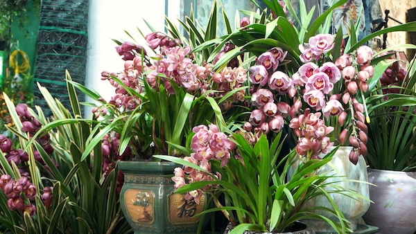 Cymbidium orchids attract customers, Tet flower market enters peak season