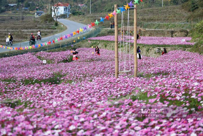 Jardín de cosmos mostrando sus colores en la comuna de Na Sang, provincia de Điện Biên. Foto: Quang Đạt