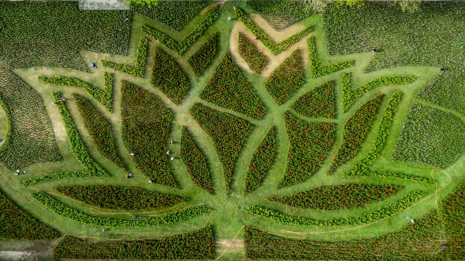 Tạo hình vườn hoa theo mô hình bông hoa sen khổng lồ ở sân Hàm Nghi đối diện di tích Quốc Tử Giám Huế. Ảnh: Lê Đình Hoàng.